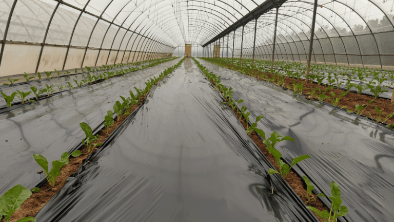 INSOIL impulsa bioplásticos con nutrientes para reducir microplásticos y costes en agricultura
