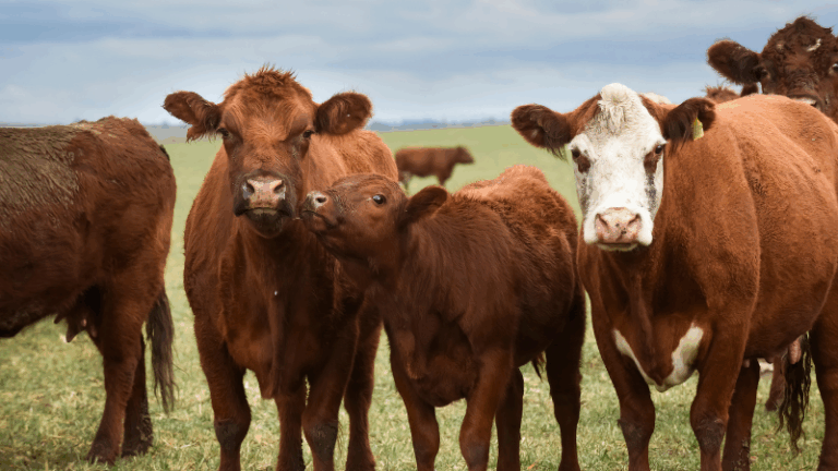 El vacuno de carne en 2024: más producción, precios récord y menos explotaciones