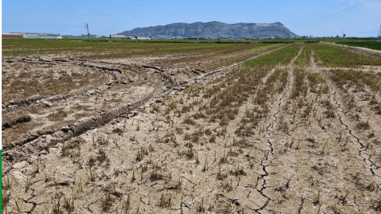 Graves daños en arrozales de la Albufera por la plaga Mythimna sp y críticas a las limitaciones contra la piricularia