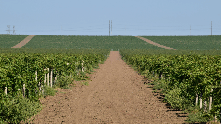 El Gobierno aprueba 212 millones para el vino y la sanidad animal y vegetal