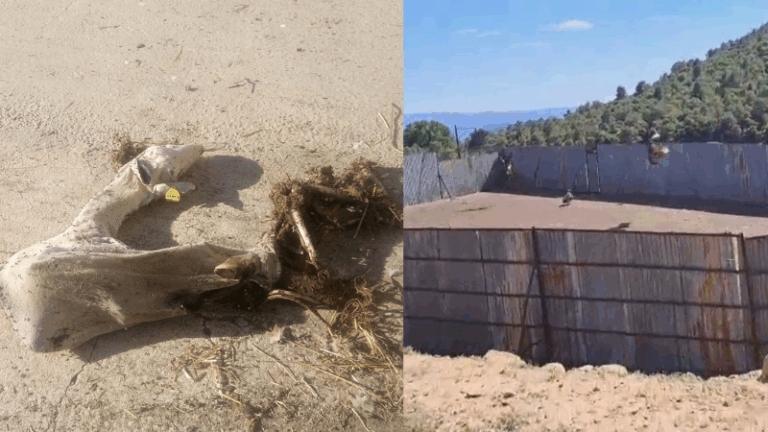 AVA-ASAJA alerta del avance de ataques de buitres al ganado desde Castellón hasta Los Serranos