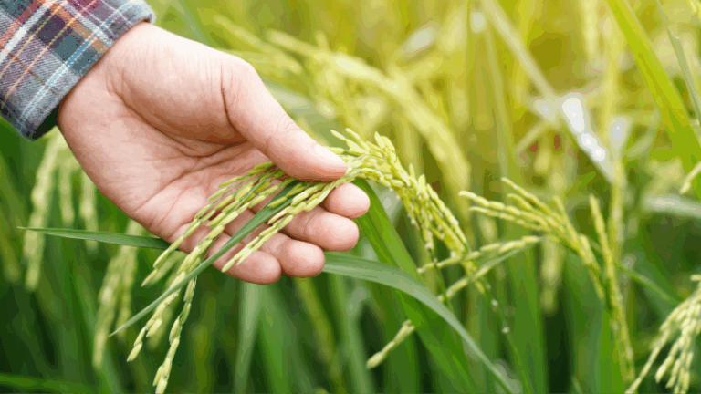 Abierto el plazo de ayudas para la incorporación de jóvenes y nuevos agricultores