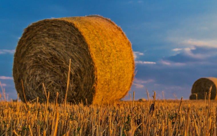 El campo se levanta por el cereal: concentración en el centro de Granada 