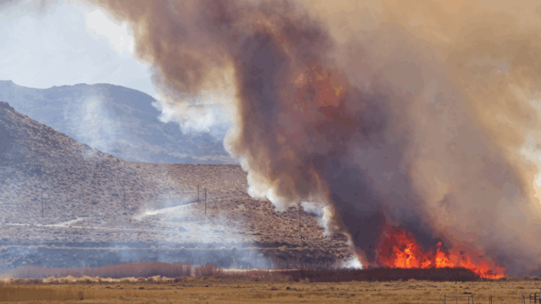 ASAJA Asturias pide a Medio Rural ayudas urgentes para ganaderos afectados por los incendios y que no haya penalizaciones en la PAC
