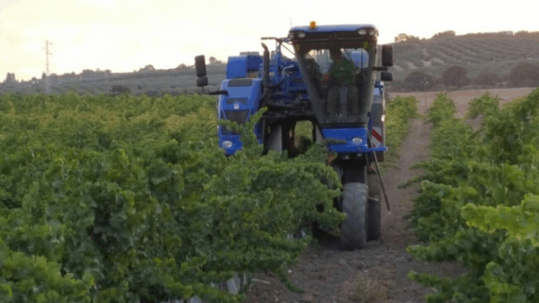 La vendimia en Montilla-Moriles alcanza el 40% con una caída del 50% en la producción