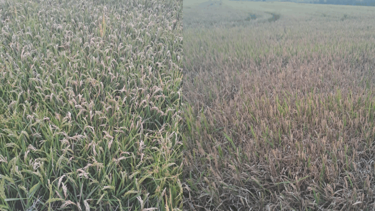 AVA-ASAJA alerta de que la pyricularia afecta ya al 60% de los arrozales valencianos y pide autorizaciones y ayudas urgentes