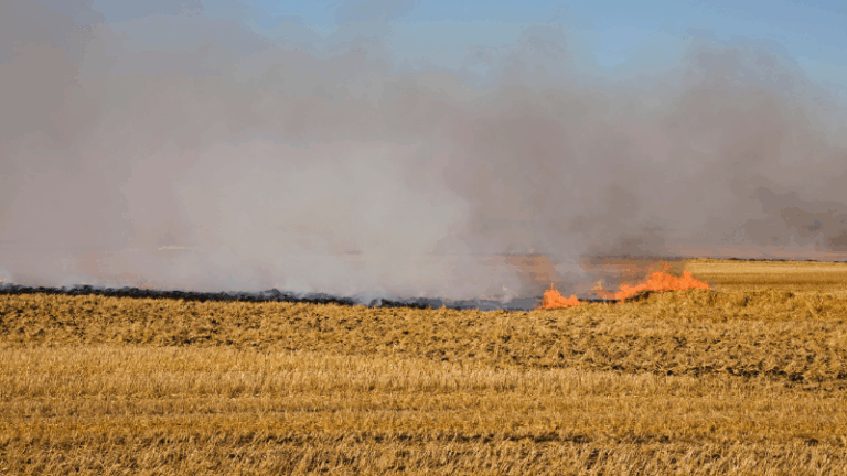 ASAJA Extremadura denuncia la exclusión de nueve grandes incendios de la declaración de zona catastrófica