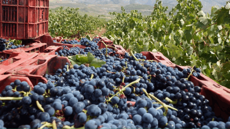 La campaña vitivinícola en Almería arranca con un 15% más de producción y uva de calidad extraordinaria