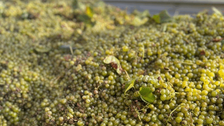 Los viticultores de Requena denuncian que las bodegas del cava pretenden hundir el precio de la uva a la mitad