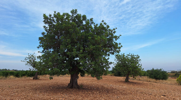 AVA-ASAJA anima a los consumidores a apostar por la algarroba local ante el inicio de la recolección