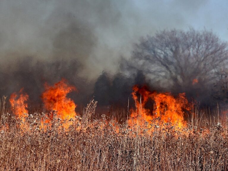 Asaja pide al presidente de la Junta de Castilla y León una reunión para evaluar los daños por los incendios y trazar un plan urgente de apoyo al sector 