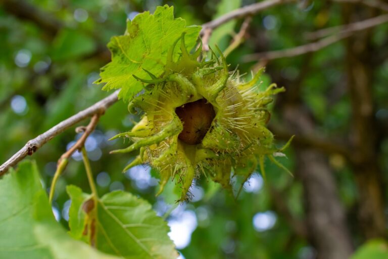 FEGA. Publicado un nuevo listado con 188 titulares de ayudas a los productores de frutos de cáscara afectados por la sequía
