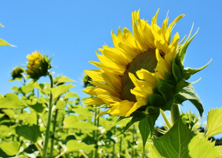 La campaña del girasol arranca con menos producción en la provincia de Córdoba 
