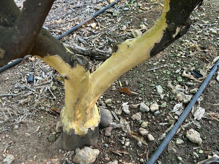 AVA-ASAJA alerta de una “multiplicación extraordinaria” de conejos que agrava los daños de la fauna salvaje en el campo valenciano
