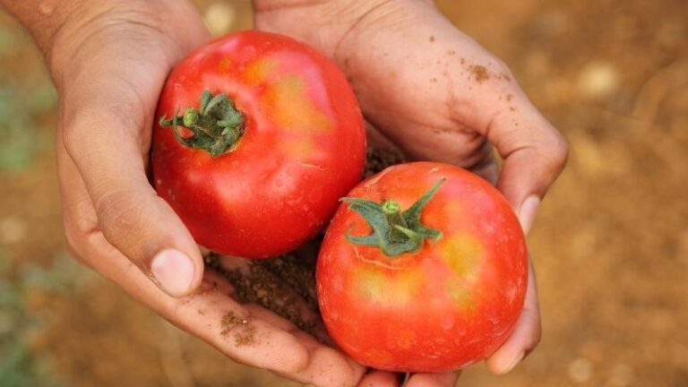 Bruselas da un paso clave para blindar a los agricultores en la cadena alimentaria de la UE