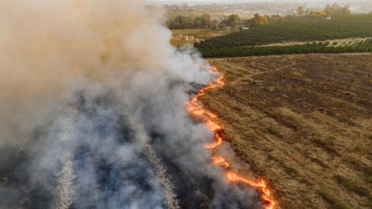 ASAJA Castilla y León valora positivamente las ayudas del Ministerio para compensar daños agrícolas y ganaderos por los grandes incendios