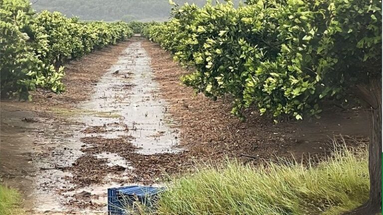 AVA-ASAJA alerta por las lluvias torrenciales: Máxima preocupación en la agricultura valenciana