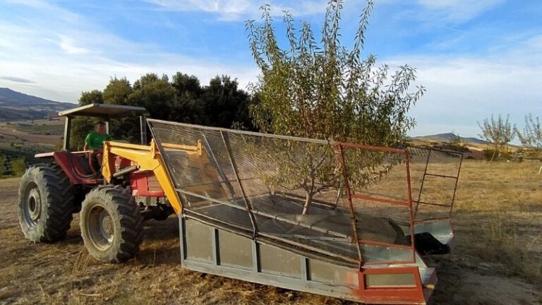 La cosecha de almendra en Granada encara su recta final con resultados similares a 2024