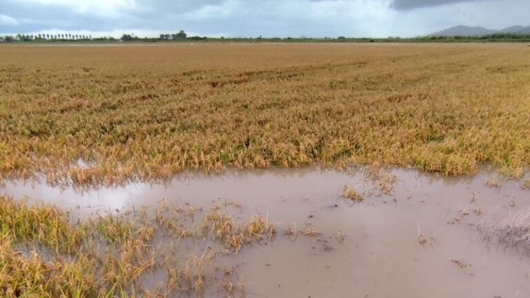 AVA-ASAJA: Las lluvias causan daños puntuales pero en principio son positivas para la agricultura valenciana