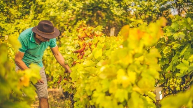 ASAJA Toledo denuncia persecución a los agricultores por inspecciones y reclama medidas urgentes ante la falta de mano de obra