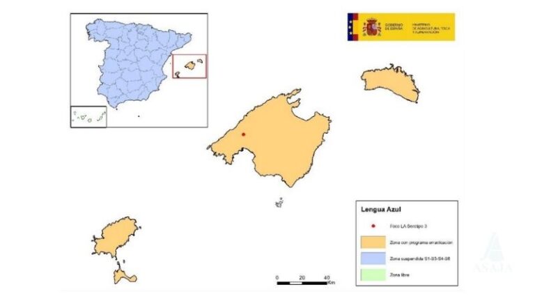 Detección del serotipo 3 de la Lengua Azul en Mallorca y activación de vacunación obligatoria