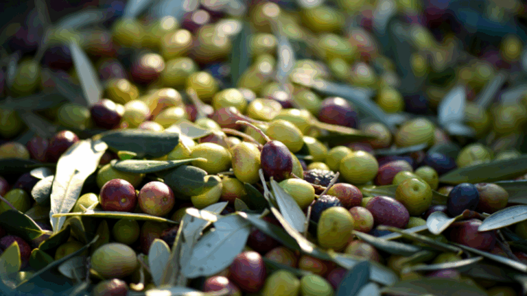 Aceites de Oliva de España toma ventaja en EE. UU.: ya exporta más envasado que a granel