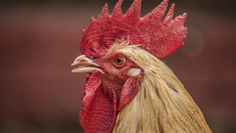 Una visión estratégica para el futuro de la salud animal en Europa