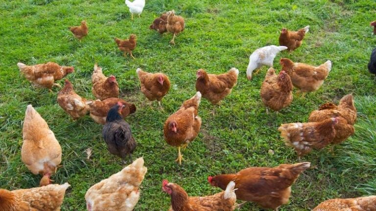 Detectado un foco de influenza aviar H5N1 en Valladolid