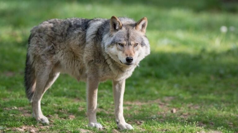 ASAJA Asturias exige transparencia sobre las extracciones de lobo: cuántas, dónde y quién las realizó