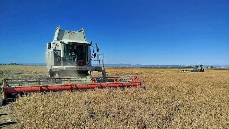 Pérdidas históricas en el arroz: hasta un 75% en Bomba y Albufera por la piricularia