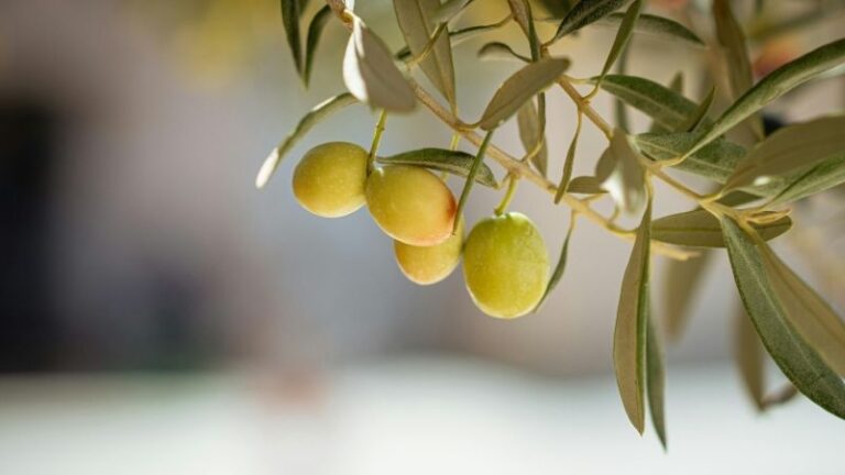 Aumentan las salidas de aceite de oliva durante los meses de verano