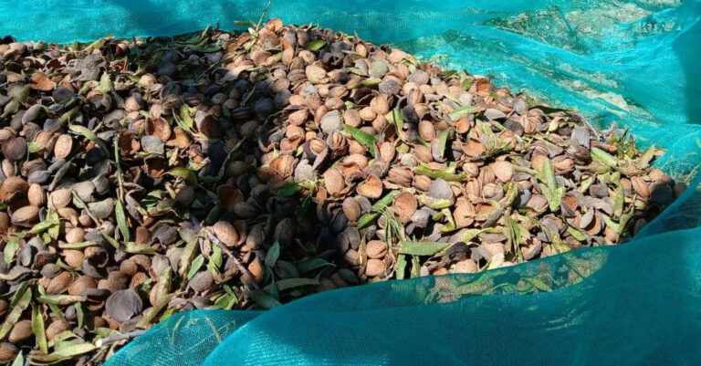 La CE notifica almendras de EEUU con el triple de aflatoxinas del nivel máximo permitido
