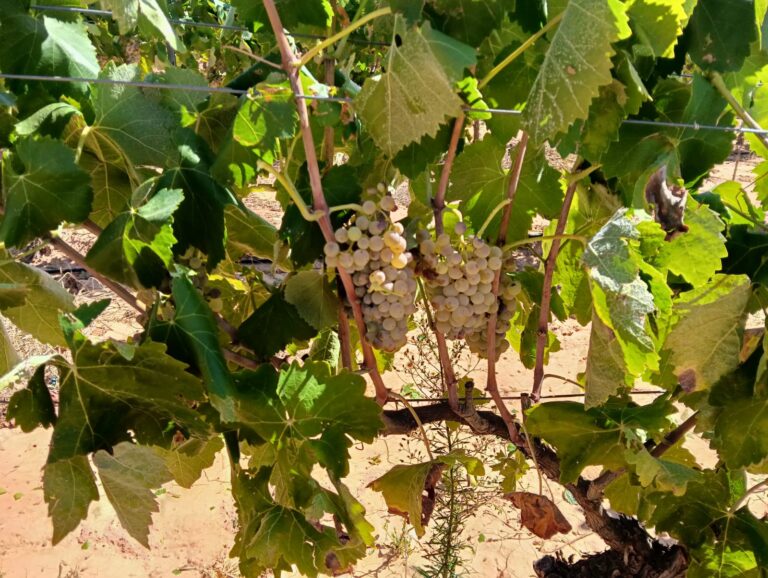 AVA-ASAJA prevé una uva de calidad pero con una merma del 20% a causa del pedrisco y el calor