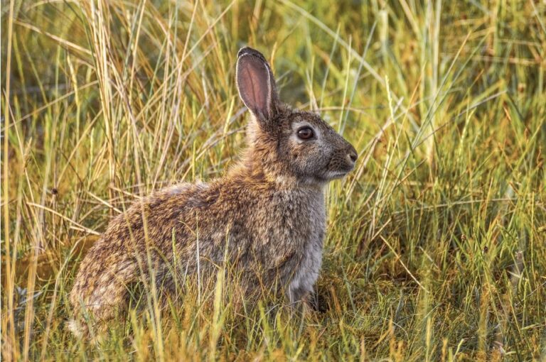 ASAJA Rioja ARAG elabora un protocolo de caza para mejorar la gestión de daños agrícolas provocados por fauna silvestre