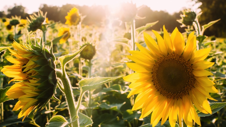 Finaliza la campaña del girasol con un aumento de superficie del 4,42% 