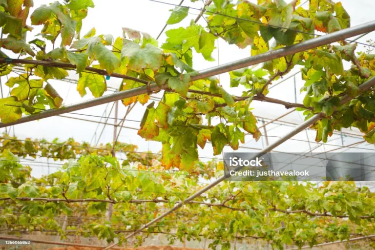 Agroseguro adelanta el pago de indemnizaciones a viticultores de Castilla-La Mancha con daños graves o totales en sus viñedos