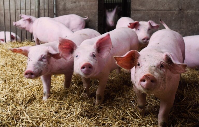 ASAJA Valencia AVA AVA acusa a la UE de sacrificar el sector porcino por los aranceles a los eléctricos chinos