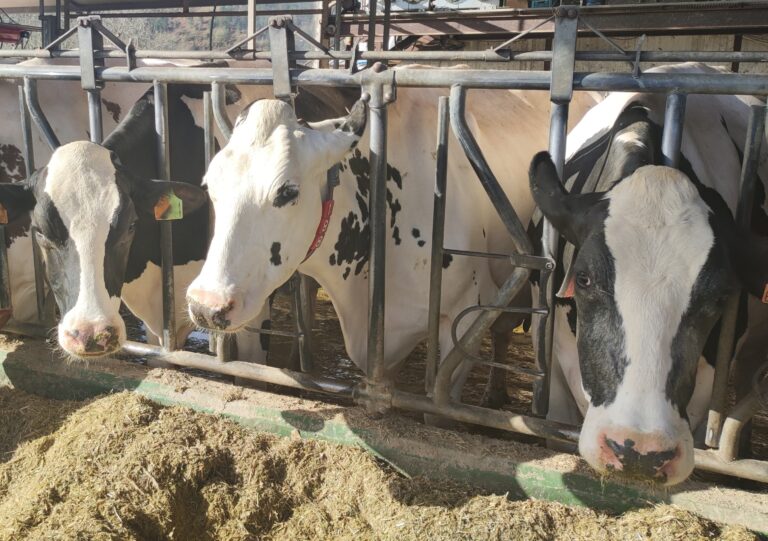 ASAJA exige al Ministerio que garantice la “regionalización” del foco de Dermatosis Nodular Contagiosa detectado en Cataluña y el mantenimiento de las exportaciones de vacuno