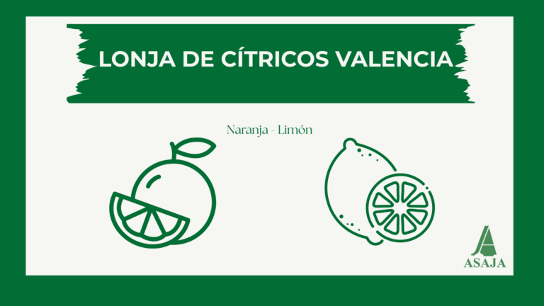 Lonja de cítricos. Valencia