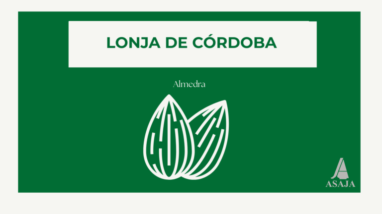 Lonja de Almendras. Córdoba