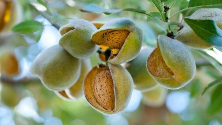 Desigual cosecha de almendra en Aragón por las lluvias de marzo y la presión del mercado