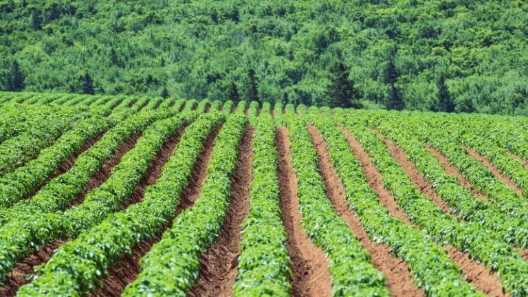 El futuro de la agricultura sostenible: el control biológico como herramienta clave 