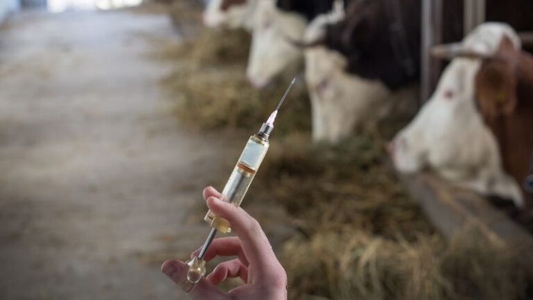 Cataluña dispone ya de las primeras dosis para vacunar frente a la Dermatosis Nodular Contagiosa