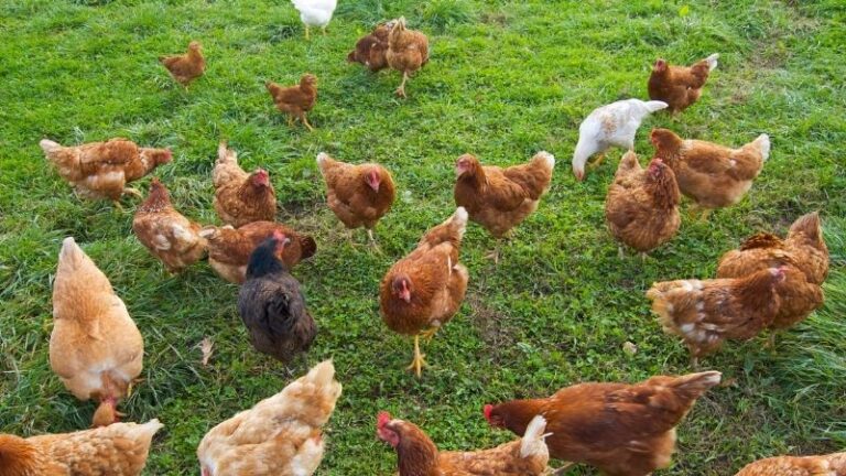 Detectado un nuevo foco de Influenza Aviar de Alta Patogenicidad (H5N1) en una granja de Valladolid