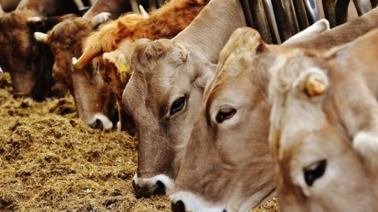 Nuevo foco de Dermatosis Nodular Contagiosa en Francia: medidas de prevención y tranquilidad para el sector ganadero ​