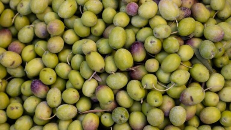 Cosecha de aceite 2025/2026 similar a la pasada y cierre de campaña con 290.000 t de existencias