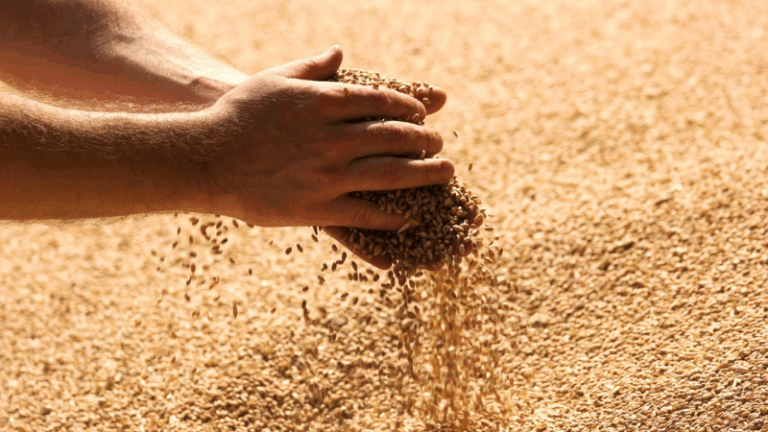 Reempleo de grano: una declaración sencilla que contribuye al futuro del campo