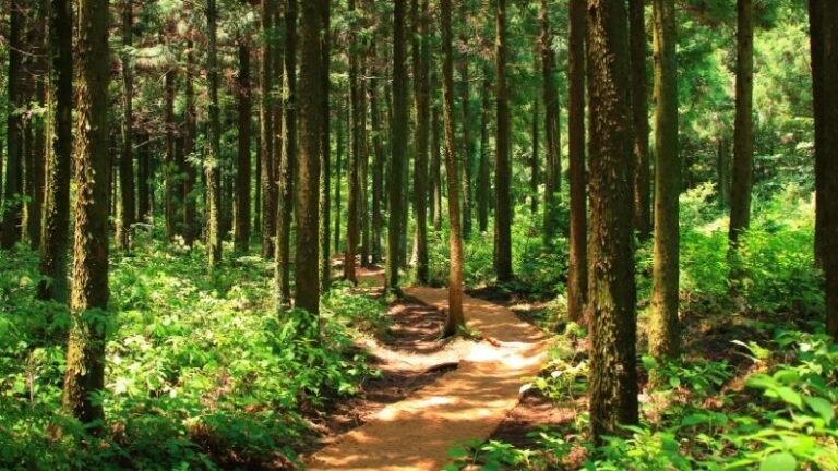 Rechazo del Parlamento, retirada de la Comisión, el caso del Seguimiento Forestal es una llamada a la simplificación y a las soluciones en tierra