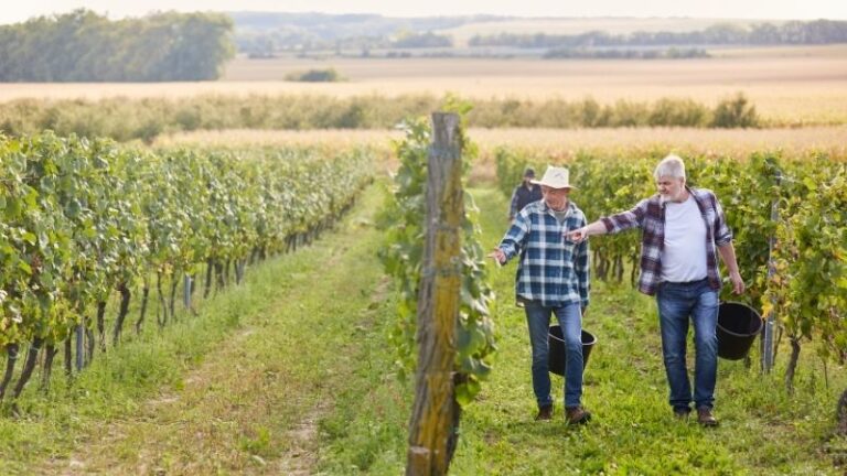 Recuperación para vinos en en 2025: la producción aumenta ligeramente, pero persisten los retos