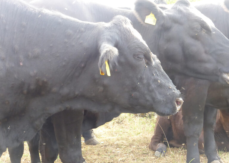 AVA-ASAJA alerta del riesgo de dermatosis nodular contagiosa en la Comunitat Valenciana y pide ayudas por lengua azul